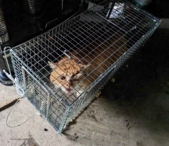 能登半島地震の被災猫を一時預かり、１・５次避難所の〝ネコのバス〟