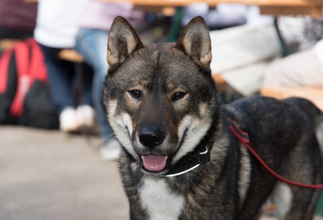 【狂犬病】世界では年間5万5000人が感染して死亡、発症したら100％死亡・・・ただ、感染した後、ワクチンを連続して接種することで発症を防ぐことができる