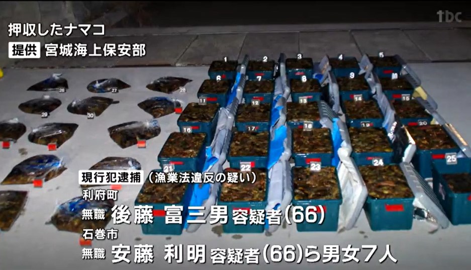 【密猟】最大規模1300キロ超「545万円相当」ナマコ密漁を摘発　7人現行犯逮捕「日常的に密漁か」　宮城