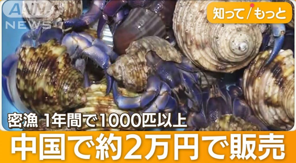 【中国人犯罪】天然記念物の「ムラサキオカヤドカリ」682匹密漁　中国人30代夫婦を逮捕「中国に持って帰ろうと思った」