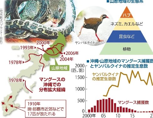 【沖縄・奄美】毒蛇退治の人気者だったマングース、「害獣」とされ「根絶」目前