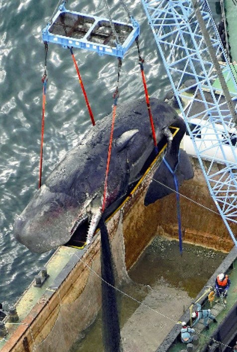 【処理費】クジラ「淀ちゃん」処理費８０００万円、大阪市が一転調査へ…積算根拠なく課長が引き上げを進言