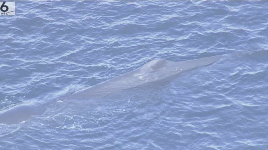 大阪湾のクジラ　逝く