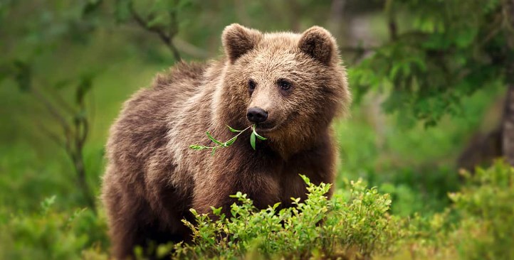 【話題】「クマを殺すな」と自治体に抗議電話する女性の主張「もともと人間の責任でしょ」