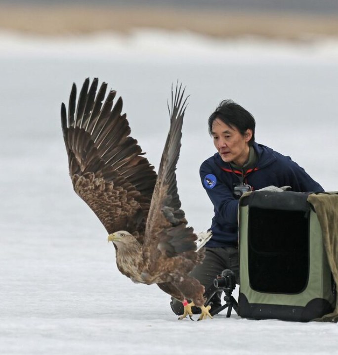 【ワシのマーク】鳥インフルに感染し死にかけの鷲さん、人間用インフル薬ですっかり元気になり野生復帰