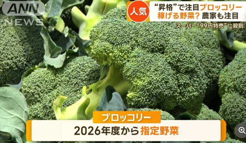 【稼げる野菜？】ブロッコリーで「収入3倍」期待の声　「指定野菜」追加で注目