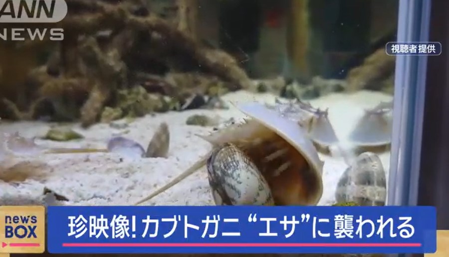 【生き物】エサに“襲われた”カブトガニ　飼い主が慌てて助けるも…