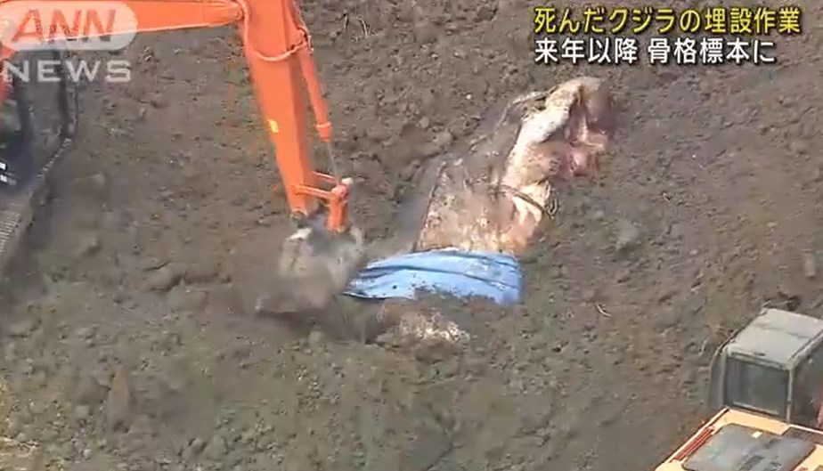 【クジラ】大阪湾で死んだ32トンのクジラ埋められる　費用は8000万円の半分以下