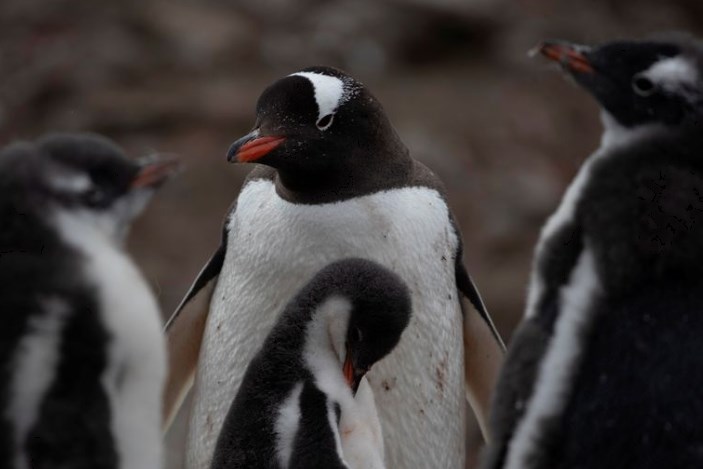 【🐧】南極大陸本土で鳥インフル感染初確認、ペンギンに感染リスク