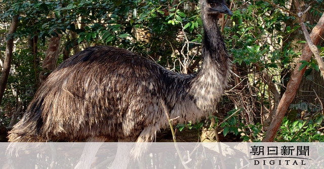 大型の鳥・エミュー、見つかり保護　福岡