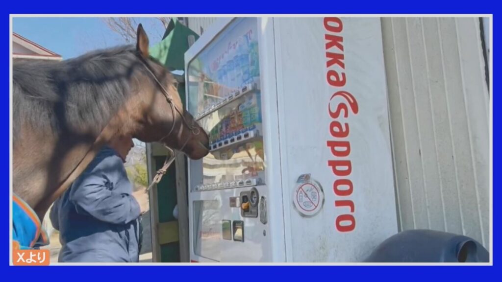 【鳥取】自販機でおすすめジュースを選んでくれる元競走馬が話題…「引退馬の第2の人生、魅力を伝えたい」