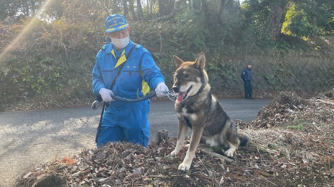 神奈川・南足柄市で逃走していた四国犬「わびすけ」 さきほど警察が市内で捕獲