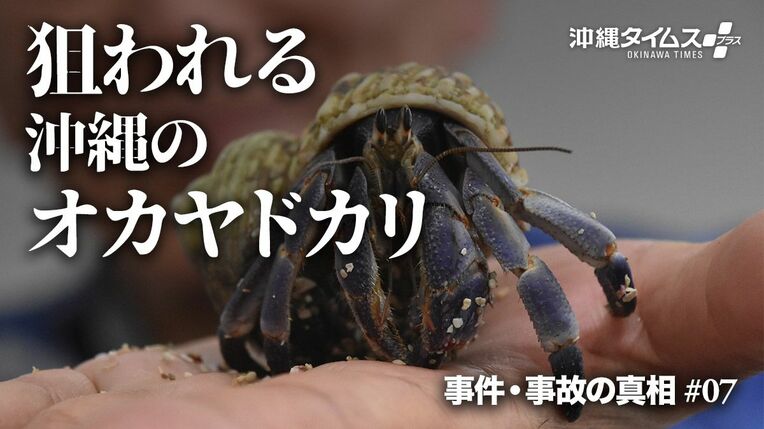 【沖縄】これまでにない異常な事態…天然記念物のオカヤドカリ密猟1000匹以上　県文化財課「理由がわからない」