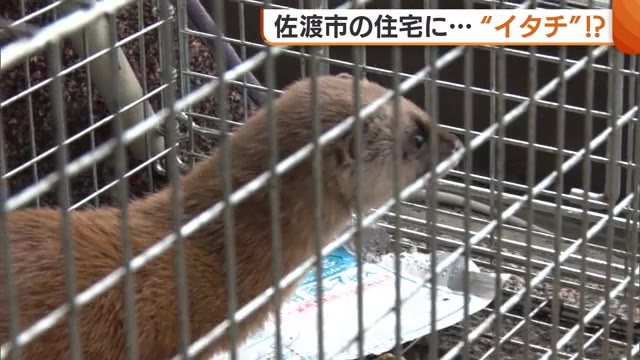 【新潟】住宅に"イタチ"！？家の外壁に穴や傷　ネズミ用の仕掛けカゴに