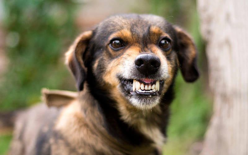 反ワク「狂犬病は生小豆を食べれば治る」