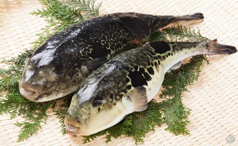 関東・東北で高級魚トラフグ急増…水温上昇、生息域に変化か