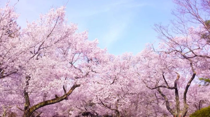 【韓国で一番の桜の名所、ほぼすべてが「日本から来たソメイヨシノ」だった】韓国産の桜はわずか1％未満