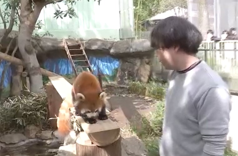 【パンダ】2歳のレッサーパンダ公開　大好物は“りんご”　東京・江戸川区自然動物園　(動画あり)