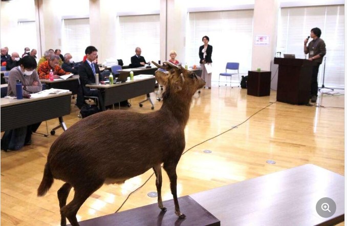 【獣害】キョン出没、茨城県内警戒　繁殖阻止へ捕獲緩和　昨年12月には栃木県境まで約6キロの場所でも