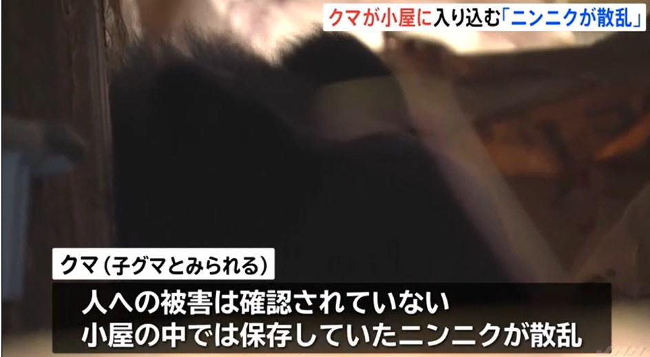 【クマー】住宅の小屋にクマ侵入　保存していた“ニンニク”が散乱　地元猟友会などが捕獲　岩手県住田町