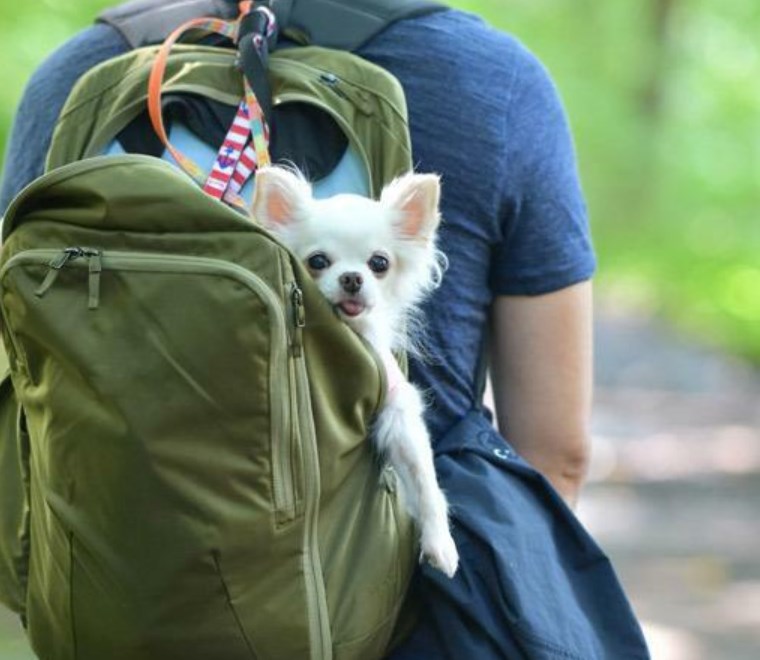 連れ犬がいる男となんて結婚したくない。デコピン結婚で注目