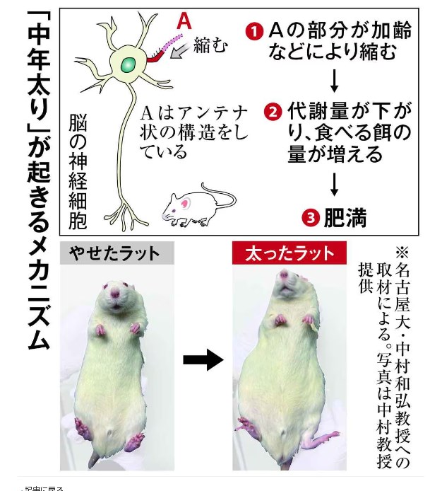 【健康】中年太りの仕組み解明　加齢で脳細胞縮み、飽食シグナル届きにくく　「腹八分目」で改善