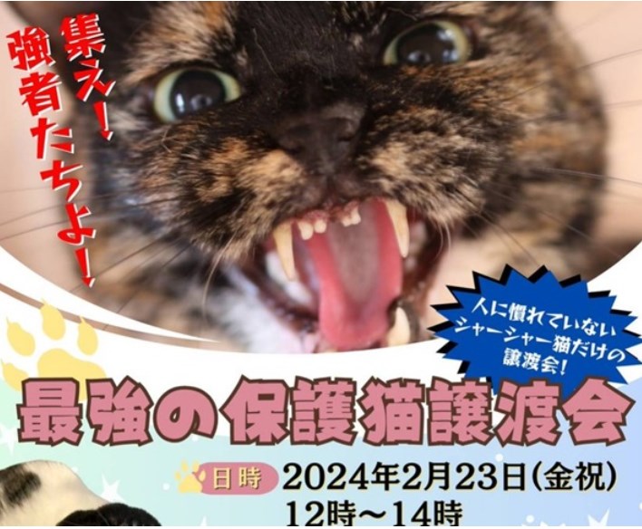 【朗報！】「シャーシャー猫の譲渡会」で猫18匹の譲渡先が決まる！