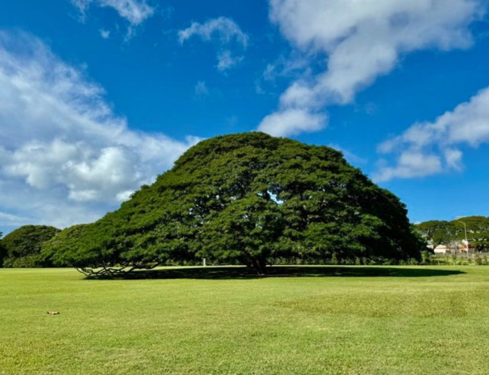 【話題】ハワイの「ほとんど日本人しか来ない場所」　たたずむ大樹でピンと来る人続出