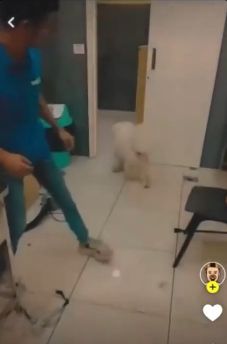 犬をフルボッコにしたトリマー、動画が拡散され逮捕