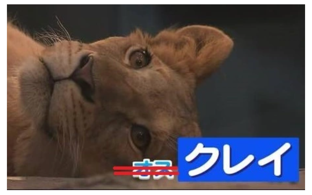 【北海道】円山動物園のライオン「クレイくん」オスではなくメスだった　メスとの同居 "避妊措置"めぐり一時紛糾も