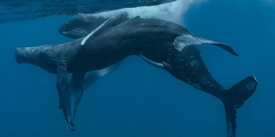 【自然界】ザトウクジラの交尾の撮影に世界で初めて成功！研究者「ん？どっちもオスだな…」